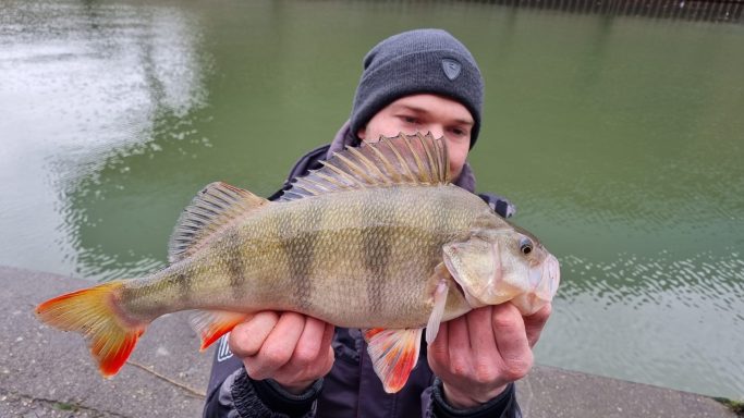 Person hält einen großen, gestreiften Barsch mit orangefarbenen Flossen am Gewässer.